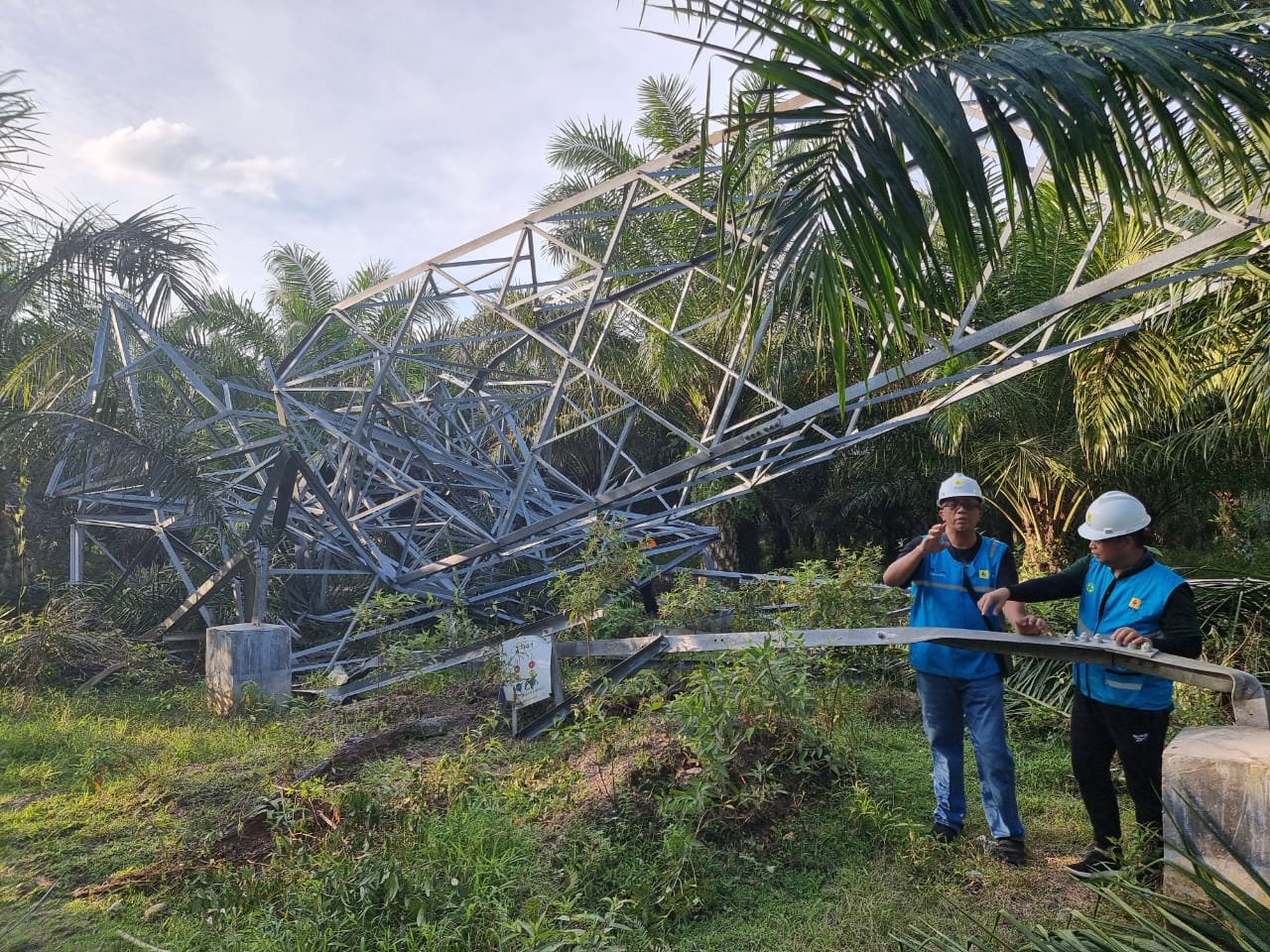 Pohon Sawit Warga Terpaksa Ditebang Demi Normalkan Listrik Bagansiapiapi yang Lumpuh karena Tower Tumbang