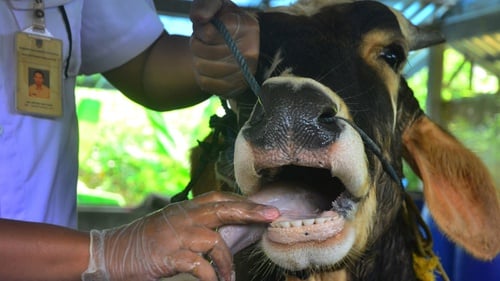 1.287 Kasus Penyakit Mulut Kuku Ternak di Riau, Tersebar di 76 Desa