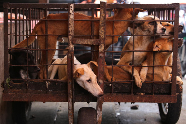 Enam Anjing Liar Batal Jadi Santapan Diselamatkan dari Rumah Jagal di Pekanbaru