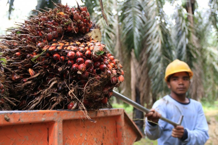 Mentan Instruksikan Gubernur Awasi Harga Sawit Petani, Ini Ketentuannya