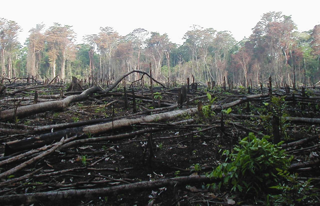 Hutan Lindung Bukit Betabuh Marak Perambahan, Anggota Dewan Minta Gubernur Riau Evaluasi KPH Singingi