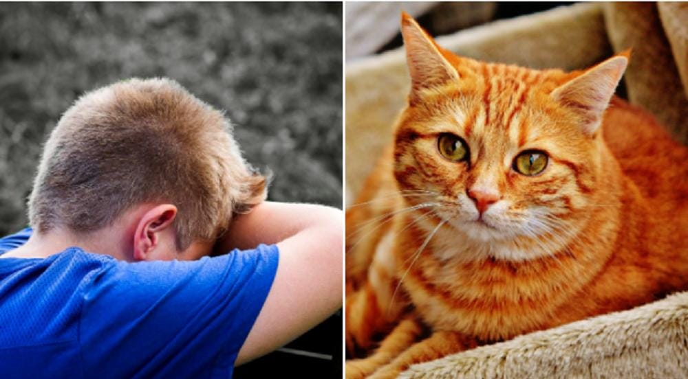 3 Fakta Mengerikan Kasus Anak Dipaksa Bersetubuh dengan Kucing, Berujung Kematian karena Depresi