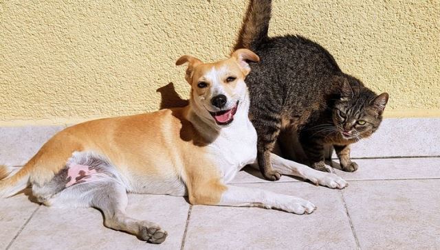 Beda dengan Indonesia, Di Negara Ini Kucing dan Anjing Dipelihara oleh Pemerintah