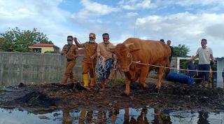 Sapi Kurban Jokowi 814 Kilogram Dibeli dari Peternak Purwodadi Pekanbaru, Segini Harganya