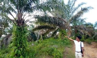 Heboh Kebun Sawit Milik Pemkab Kuansing, Eks Dandim: Demi Allah Saya Tidak Dapat Apa-apa!