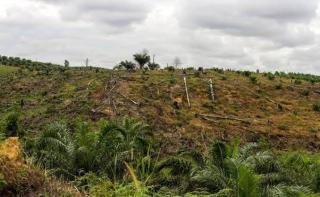 Hutan Konservasi Tesso Nilo Jadi Kebun Sawit, Yayasan Riau Madani Gugat Kepala Balai TNTN ke Pengadilan