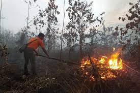 BPBD Riau Ungkap Karhutla di Rohil Sengaja Dibakar, Minta Gakkum Bertindak