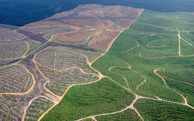 1,4 Juta Hutan Riau Dikuasai Secara Ilegal, DPR: Ini Perampokan, Penjahat-penjahat Untung Negara Buntung!