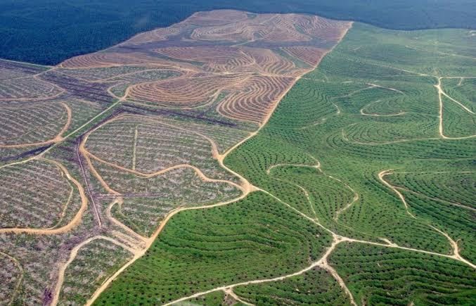 1,4 Juta Hektare Hutan Riau Dirampok Untuk Kebun Sawit Paling Luas Di ...