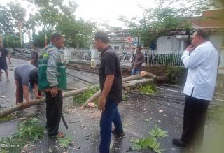 Tak Cuma Tiang PLN yang Tumbang, Badai di  Bagansiapiapi Juga Bikin Pohon-pohon Roboh Sebabkan Jalan Macet