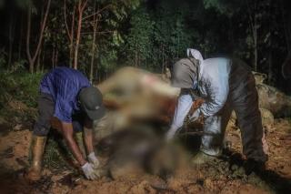 Gajah Bunting Tewas di Bengkalis Diracun Pakai Buah Nenas