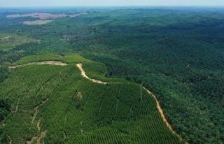 Kementerian LHK Ampuni Penggarap 1,35 Juta Hektar Kebun Sawit Ilegal dalam Kawasan Hutan di Riau, Enak Tenan?