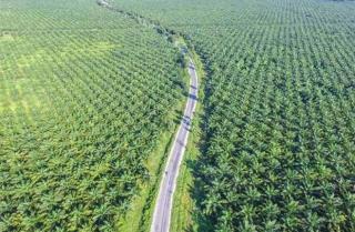 Terungkap! Korporasi Kebun Sawit Paling Banyak Kuasai Hutan secara Ilegal di Riau, Ini Data Penyebarannya Tiap Kabupaten