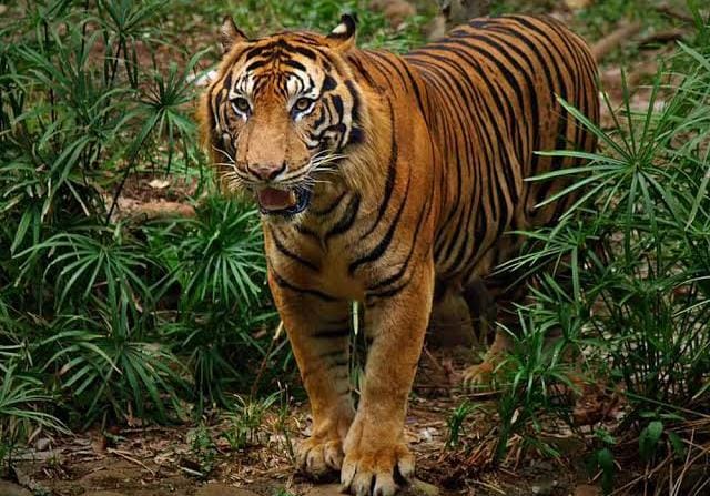 Sebulan 2 Korban Manusia Dimangsa Harimau di Konsesi Akasia PT Peranap Timber, Walhi Riau: Perizinan HTI Kacau Balau!
