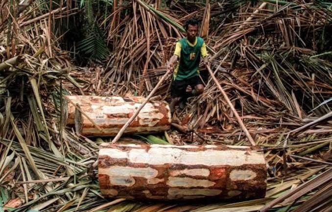 Menteri Pertanian akan Kunjungi Kepulauan Meranti Pantau Program Sagunesia, Masalah Ijon Sagu Jadi Persoalan Serius