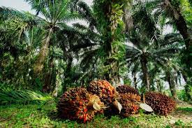 Naik Tipis, Harga Kelapa Sawit di Riau Rp 2.475 per Kilogram