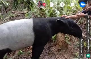 Viral! Seekor Tapir Jinak di Kebun Sawit Riau Dielus-elus Seorang Pria