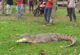 Pancing Warga Kuansing Dimakan Buaya, Lalu Diseret Hingga Sampai ke Desa