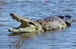 Bertarung dengan Buaya Saat Mencuci Pakaian, Emak-emak di Indragiri Hilir Selamat dari Maut