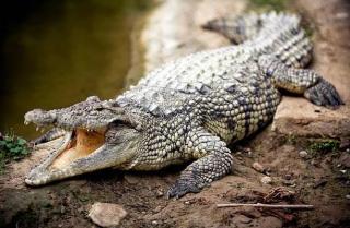 Kakek Pekerja Kilang Sagu di Kepulauan Meranti Dimangsa Buaya, Alami Luka 40 Jahitan di Bokongnya