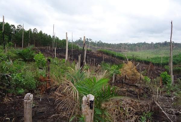 5 Hutan Konservasi di Riau yang Hancur Lebur, Satwa Liarnya Kerap Dibunuh dan Membunuh Manusia