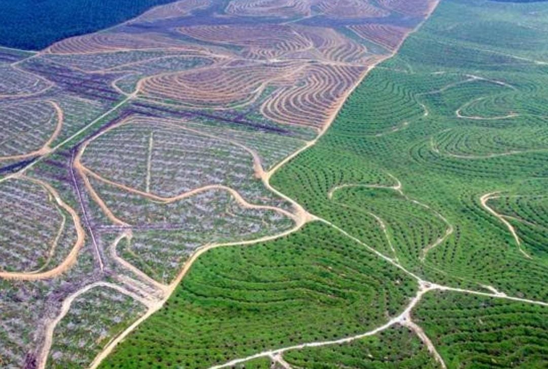 Kasus Duta Palma Bukti Telak UU Cipta Kerja Dikesampingkan untuk Pelaku Pengrusakan Hutan: Aparat dan Lembaga Negara harus Konsisten dan Taat Hukum