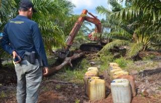 Gakkum KLHK Tangkap Perambah Cagar Biosfer Giam Siak Kecil,   Ini Temuannya