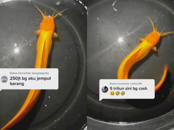 Viral Ikan Lele Emas Seharga Rp 5 Triliun Pemiliknya Batal Menjual, Ini Alasannya