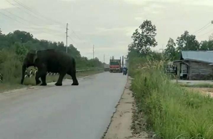 Gajah Codet Masuki Perkampungan di Jalan Rangau, Lintasi Pipa Minyak Pertamina Hulu Rokan