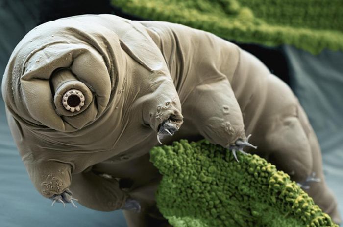 5 Fakta tentang Tardigrada, Hewan Terkuat di Bumi yang Tak Mati Sampai Hari Kiamat