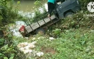 Kasihan! Mobil Pengangkut Ayam Terjun ke Sungai Munjuk Kampar, Ratusan Ekor Ayam Mati