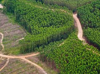 Hutan Riau Ludes Dieksploitasi Tapi Cuma Segini Penerimaan DBH Kehutanan, Ini Data Pembagiannya ke 12 Kabupaten/ Kota