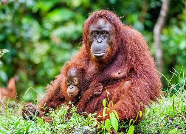 KLHK Cekal Peneliti Asing Satwa Liar Lantaran Dituding Melanggar Aturan: Bukan Kebijakan Anti Sains!