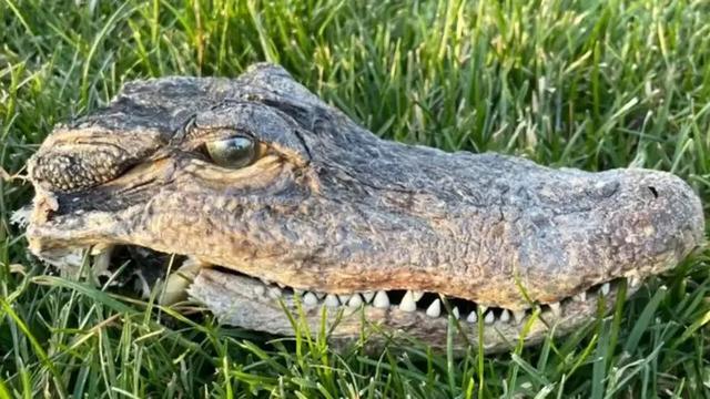 Bukannya Berburu Tikus, Kucing Barbar Ini Justru Bawa Kepala Buaya untuk Majikannya