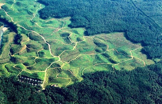 Siap-siap! Kelapa Sawit Indonesia Kena Black-List, Uni Eropa Setujui Undang-undang Produk Anti Penghancuran Hutan