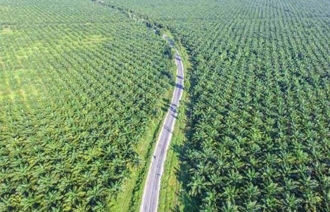 Uang Besar Denda Kebun Sawit Dalam Kawasan Hutan, Apakah Menetes ke Riau?