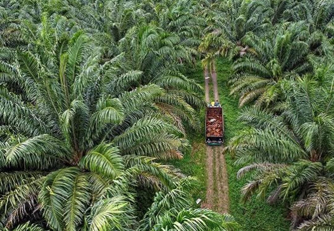 Demo Menuntut Pengusutan Dugaan Kebun Sawit 13.432 Hektare PT Ivo Mas Tunggal di Kawasan Hutan ke Kejati Batal, GEMPIRA Cuma Antar Surat Tuntutan