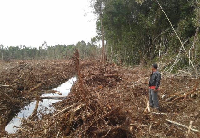 Timpali Protes Bupati Meranti Soal DBH Migas, Jikalahari Sebut Kemiskinan Ekstrem karena Korporasi Hutan: Kapan Bupati Desak Cabut Izinnya!