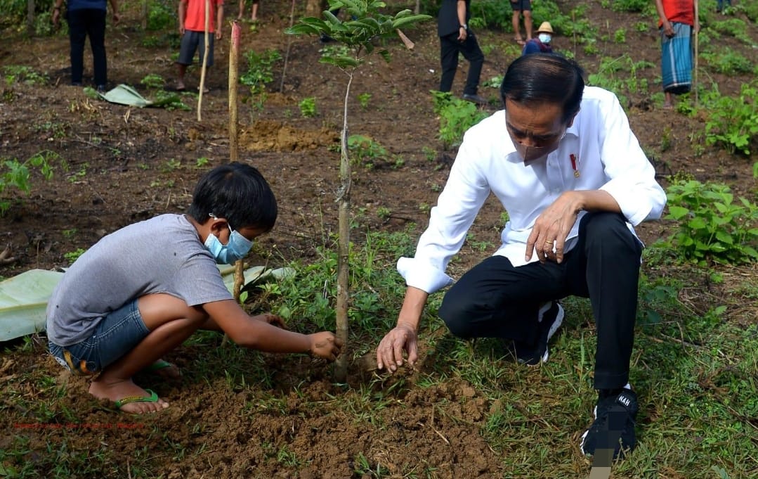 Jokowi Sindir Keras Penanaman 1 Miliar Pohon: Yang Ditanam Tak Sampai Seribu, Yang Hidup Tak Ada Seratus!