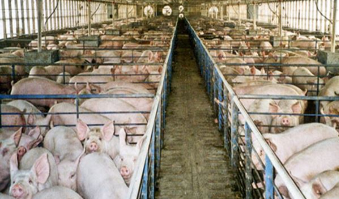 Menggugat Tanggung Jawab Negara Terhadap Kasus Kematian Massal Ternak Babi
