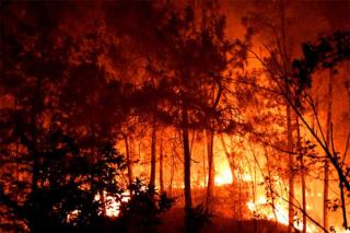 Puluhan Hutan dan Lahan Adat di Jambi Habis Dilalap Api