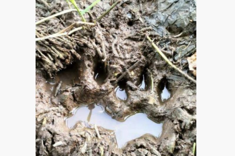 BBKSDA Telusuri Penemuan Jejak Diduga Harimau Sumatera di Dekat Pemukiman Warga di Siak