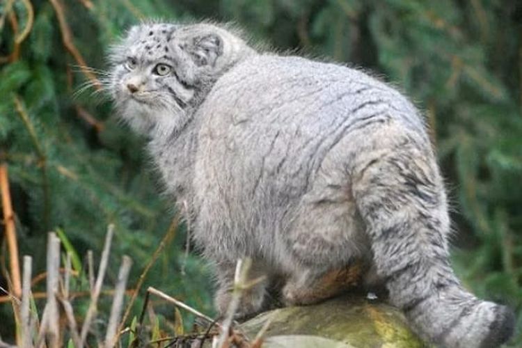 Pertama Kalinya Kucing Pallas Langka Ditemukan di Gunung Everest, Nepal