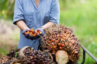 Dinilai Menyulitkan Petani Sawit, Syarat Bebas Gambut Akses Dana PSR Dihapus Kementan