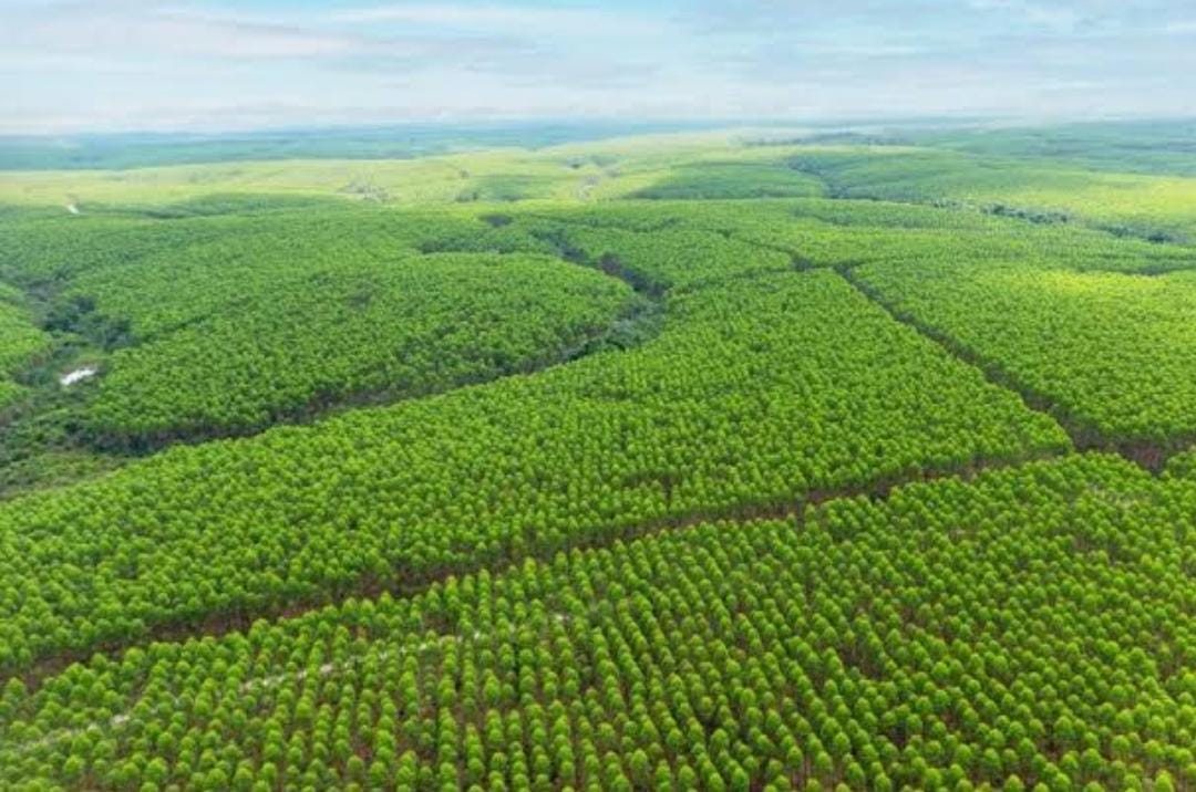 Menggugat Harga Murah Patokan Kayu Hutan Tanaman Industri: Pemerintah Buntung, Siapa Untung?