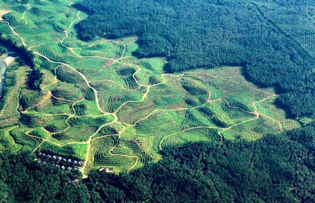Walhi: Revisi Tata Ruang dan Pelepasan Kawasan Hutan Jadi Modus Legalisasi Pembukaan Kebun Sawit!