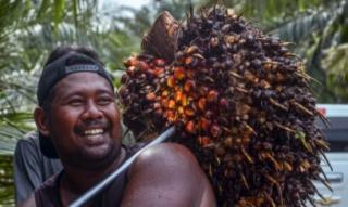 BPDPKS Disedot dari Petani Kelapa Sawit, Tapi 90 Persen Dananya Malah Digelontorkan untuk Subsidi Korporasi 