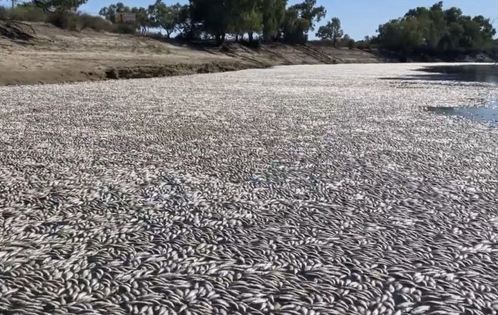 Jutaan Ikan Mati Selimuti Sungai di Australia, Bau Busuk Menguar ke Permukiman