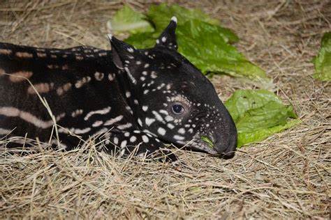 Kasihan, Bayi Tapir Menyusui Terperanjat di Lubang Diselamatkan Warga Kuansing