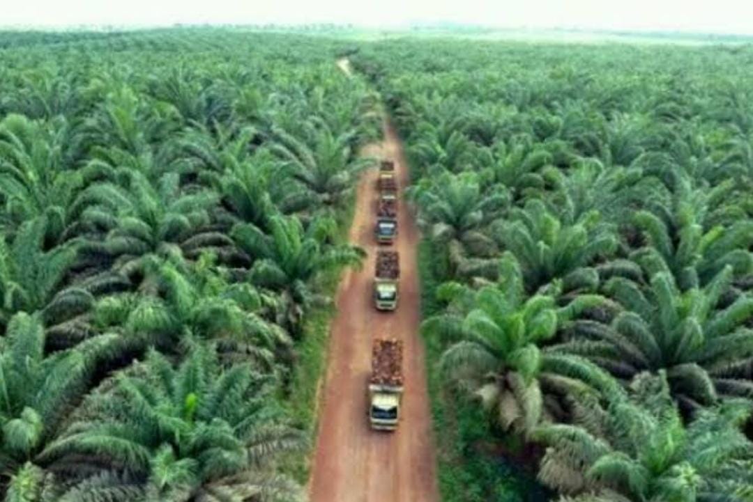 Banding Yayasan Riau Madani Dikabulkan PT Riau, Hakim Perintahkan Tumbang Kebun Sawit PT Torus Ganda 5.600 Hektare Dalam Kawasan Hutan di Rohul